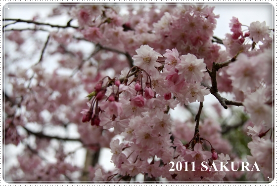 2011,4,15桜１１
