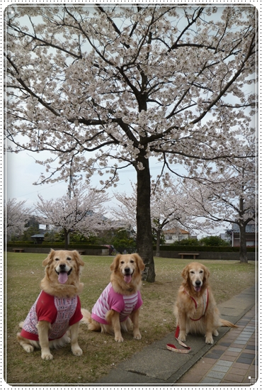 2011,4,15桜１４