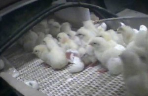 chicks-grinder