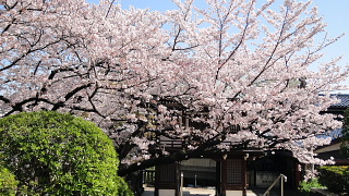 門側桜