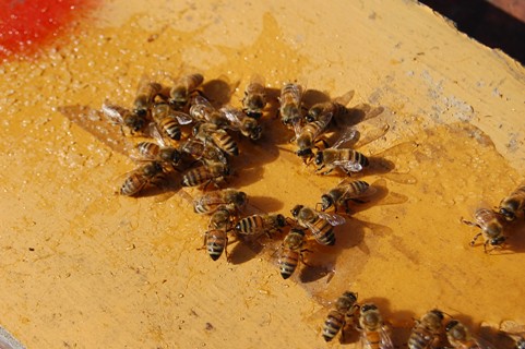蜜蜂(ハチミツ吸い）