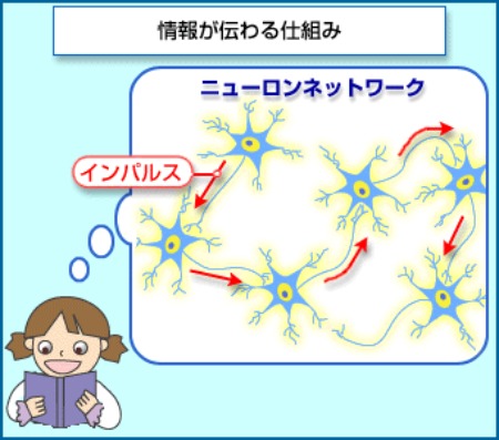 ニューロンネットワーク