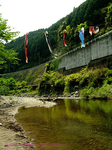 koinobori_river.jpg