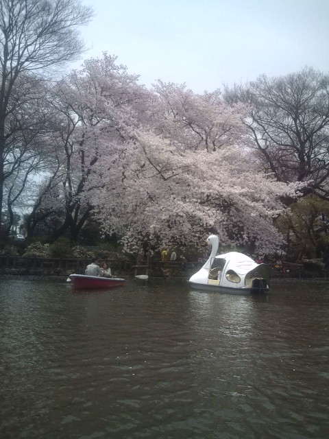 2012桜3