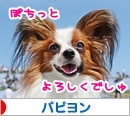 にほんブログ村 犬ブログ パピヨンへ