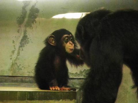 ISHIKAWAZOO FAN ～ いしかわ動物園 ファン 昨日は<b>チンパンジー</b>の <b>...</b>