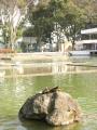 府中市　郷土の森博物館　水遊びができる池の亀