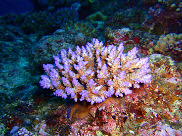 宮古島　Ｚアーチ　サンゴ