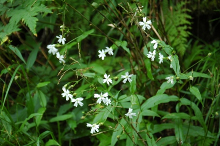 20110818-8 樹林帯の白い花