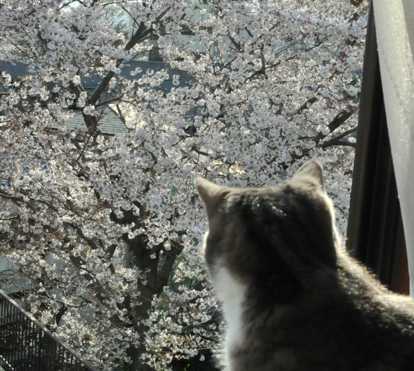 花見猫