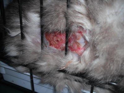 虐待被害猫20110216