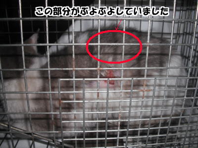 虐待被害猫20110216