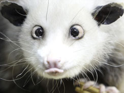 opossum-heidi.jpg