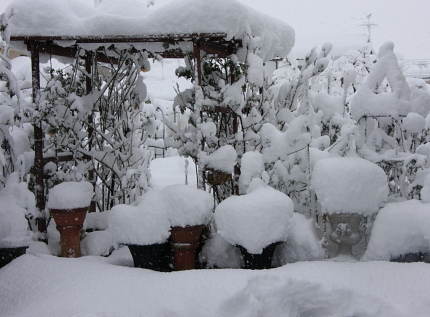 snow2003
