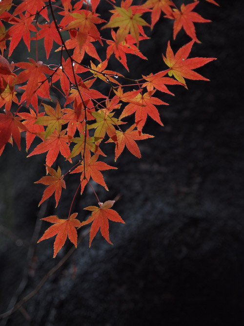 上田城の紅葉
