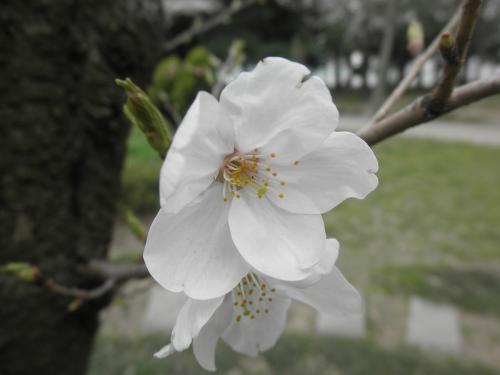 桜zoomだ2010年3月