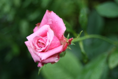 ピンクのバラ（品種不明）