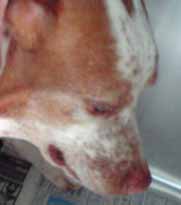 膿胸と筋間の膿瘍を併発した猟犬1