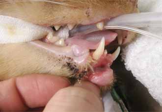 ネコの下顎の皮膚縫合1