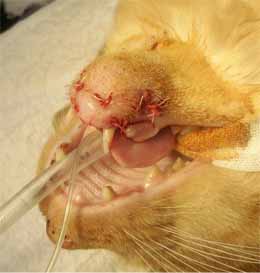 ネコの下顎の皮膚縫合2