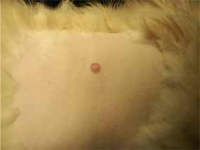 犬の形質細胞腫2
