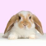 Cute-rabbit-anything-goes-5516077-370-369.jpg