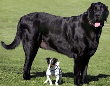 big-dog.jpg
