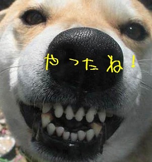 dog_smiling.jpg