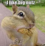 funny-pictures-squirrel-big-nuts.jpg