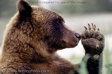 grizzly-bear.jpg