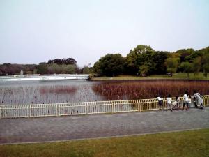 長居公園 植物園（入口近くの池）