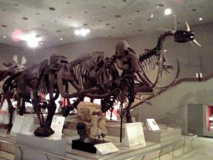 長居公園 自然史博物館（恐竜の骨）