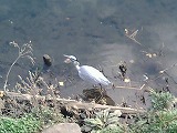 大岡川の鳥