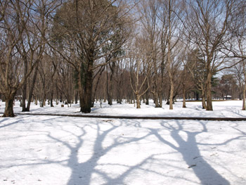 雪の野川公園