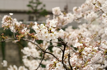 江戸川公園桜花見4