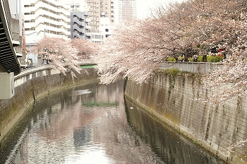 江戸川公園桜花見5