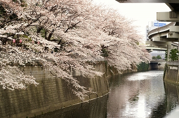 江戸川公園桜花見3