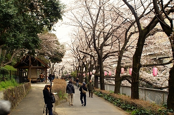 江戸川公園桜花見2