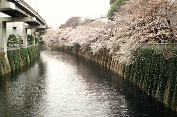 江戸川公園桜花見1