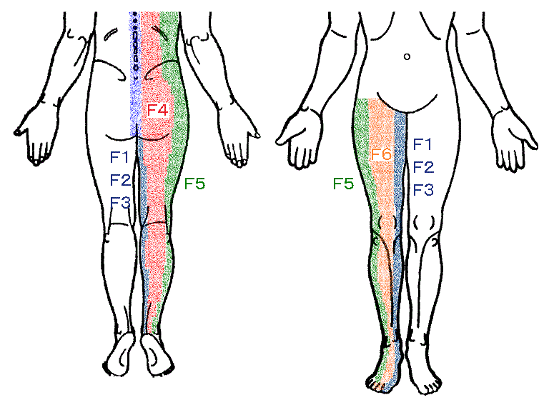 心と身体のツボ 膝の痛み 膝関節痛に効くツボ その２ 痛みを感じる場所