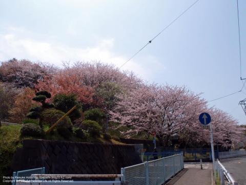 横浜緑園総合高等学校の坂の下の桜