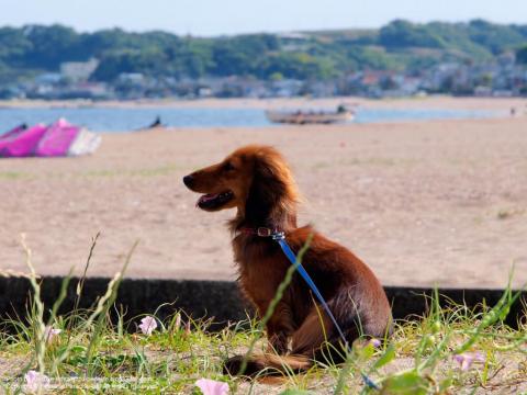 三浦海岸と犬