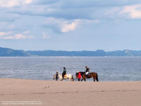 三浦海岸と馬