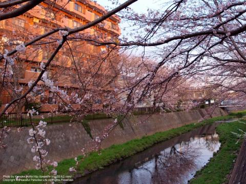阿久和川の桜