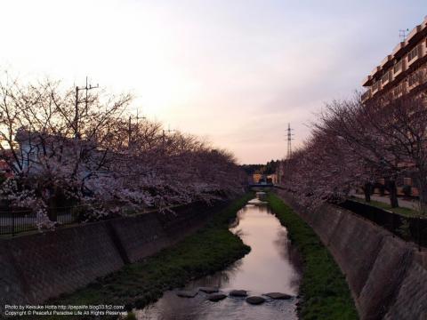 阿久和川の桜