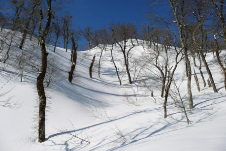 綺麗な青空と雪の森