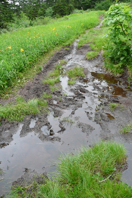 湿原状態の道